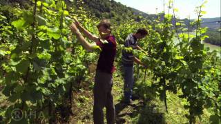 WACHAU  Land am Strome  Valley of Golden Magic [upl. by Yalahs444]