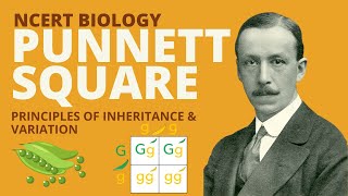 Punnett Square  Principles of Inheritance and Variation  Class 12  NEET [upl. by Anihs151]