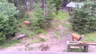 Rot und Rehwild im Wildpark Waldhaus Mehlmeisel [upl. by Gilda273]