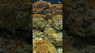 Maroon clownfish and ocellaris clownfish [upl. by Lesde]