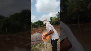 Agriculture rabhi season paddy [upl. by Colline534]