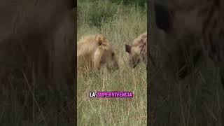 El Ciclo de la Vida en la Sabana Africana Depredadores y Presas sabana africa safari [upl. by Maighdlin244]