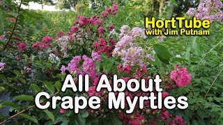 All About Crape Myrtles Growing and Maintaining Crape Myrtles [upl. by Mullins157]