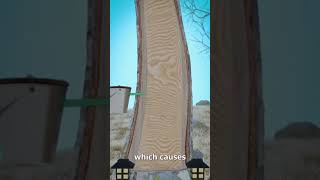 HOW maple sap Becomes syrup HINDI 🤔🤔🤔 [upl. by Baecher579]