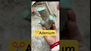 ✂️এডেনিয়াম এর বনসাই😲Adenium Bonsai care🌱Desert Rose Bonsai plant garden bonsai [upl. by Holofernes]