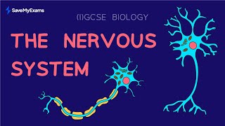 Teacher Explains The Nervous System  GCSE and IGCSE Biology Revision 2024 [upl. by Publus60]