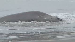 LA PESCA SE INTERRUMPIÓ AL VER EMERGER UN ANIMAL GIGANTE DEL MAR [upl. by Sauder]