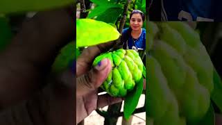 Custard apple farming in China 🇨🇳 satisfying cookingwithshweta shortvideo shorts trendingshorts [upl. by Ymma915]