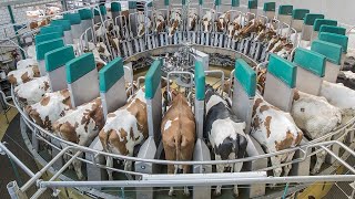 Amazing Modern Automatic Cow Farming Technology Incredible Automatic Feeding and Milking Machine 1 [upl. by Firehs]