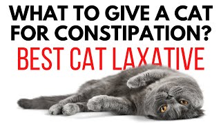 Best cat food for constipation  best cat laxative  what to give a cat for constipation [upl. by Meldoh403]