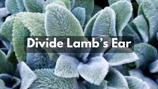 How To Divide Lambs Ear  Propagate Split Groundcover [upl. by Frick]