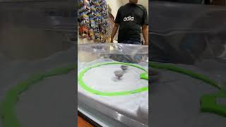 Sedang Cook Silver Wolf VS Whale Wave Beyblade X [upl. by Josey]