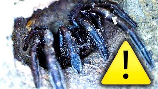 Funnel Web Style Spider Infestation Found 200 Deadly Spider Nests EDUCATIONAL VIDEO [upl. by Fleming919]