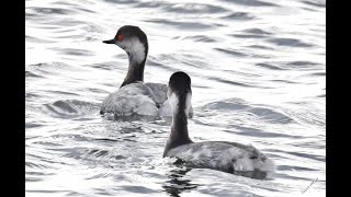 Black necked grebe Podiceps nigricollis [upl. by Onaicilef]