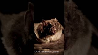 Vampire Bats Share Blood batweek bats vampirebats chiroptera reciprocalaltruism [upl. by Jegger]