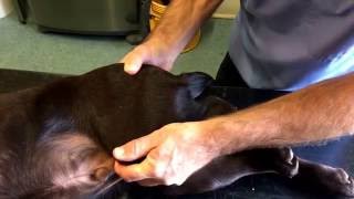 Ortolani sign hip dysplasia test in dogs [upl. by Barnaby68]