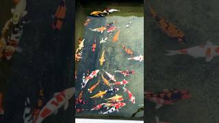 My favourite koi fish collection  Quality matters  koi hobby chennai [upl. by Elimac547]