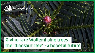 Giving rare Wollemi pine trees – the ‘dinosaur tree’  a hopeful future [upl. by Lleznod]