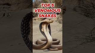 Top 5 most venomous snakes [upl. by Ahsia]