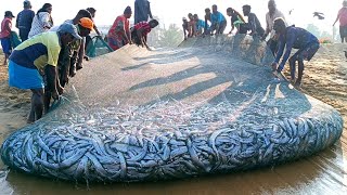 😱 Woow Amazing  Million 8k of fish catching unbelievable fishing video fishnegombo [upl. by Wareing901]