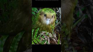 Kakapo The Parrot That Defies Evolution shorts [upl. by Muncey]