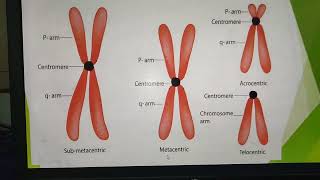 MetacentricSubmetacentricAcrocentricTelocentric Chromosomes [upl. by Dnalyk927]