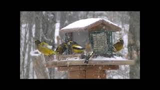 Evening Grosbeak [upl. by Arlynne]