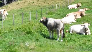 Stier auf der Weide [upl. by Keir]