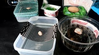 DIY apple snail egg incubator 5 ways [upl. by Anniken]