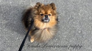 Cute dog Hendo Pomeranian puppy dog hendo spring [upl. by Ahsrats]