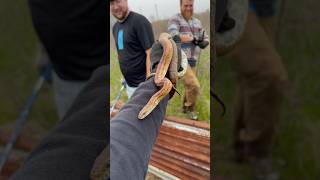 Finding a CORN SNAKE under old tin cornsnake ratsnake herping flipclip alabamaherping snakes [upl. by Inacana]