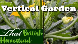 How to train a courgette plant to grow vertically [upl. by Wolpert]