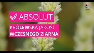 🌱 Pszenica ozima ABSOLUT [upl. by Esir]