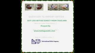 HOW TO BUY BETTAS DIRECT FROM THAILAND [upl. by Nosreme]