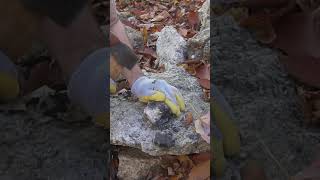 Mining Black Tourmaline Crystals in Maine [upl. by Robenia]