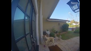 Nest Camera Captures Dog Ringing Neighbors Doorbell [upl. by Lisle253]