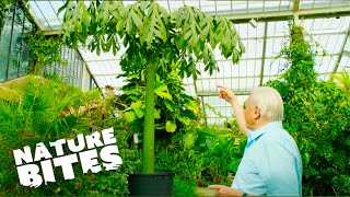 David Attenborough Uncovers Natures RecordBreaking Plant  Nature Bites [upl. by Spatola]