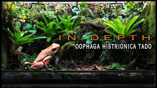 IN DEPTH Oophaga histrionica Tado [upl. by Torbart]