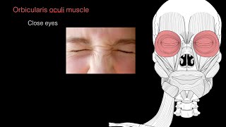 Muscles of facial expression [upl. by Iveel281]