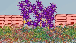 Hemostasis  Physiology of hemostasis 💚animation💚 [upl. by Adian380]