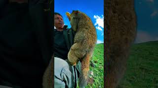 Cute Wild animal bobak marmot or prairie dog 431 [upl. by Eglanteen]