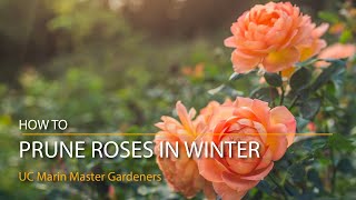 How to Prune Roses in Winter [upl. by Dorinda109]