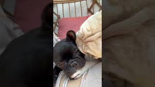 2 French Bulldogs playing with each other frenchbulldog frenchies cutedogs funnydog kissingdog [upl. by Kirtley]