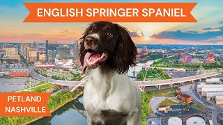 English Springer Spaniel Breed Highlights [upl. by Rooke681]