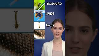 Mosquito Life Cycle  English Vocabulary For Kids english learnenglish shorts [upl. by Nevet]