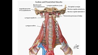 Revised exercise for the longus colli amp longus capitis [upl. by Ahsahs]