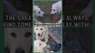 Gardening with Pyro and Neese The Great Pyrenees Always Find Something to Play With [upl. by Nirehtac]