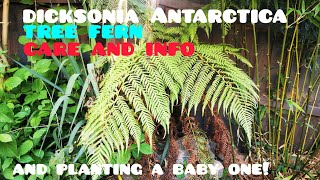 Growing TREE FERNS in colder climates UK care tips and info for growing Dicksonia Antarctica [upl. by Adlitam]