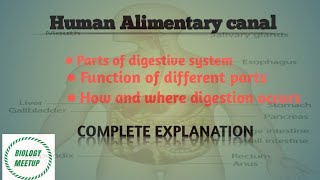 Human alimentary canal  Human digestive system [upl. by Henriette575]