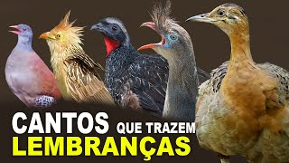 CANTOS DE AVES que TRAZEM LEMBRANÇAS DA ROÇA  CANTOS DE AVES DA ROÇA [upl. by Kelby]